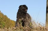 BOUVIER DES FLANDRES 274